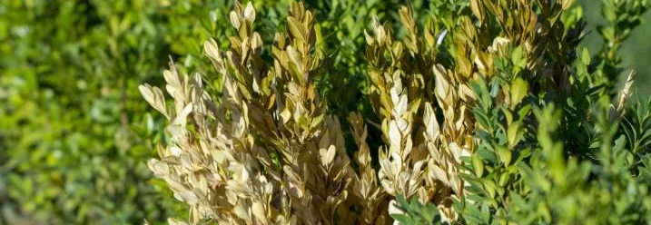 Buchsbaum mit welken Blättern